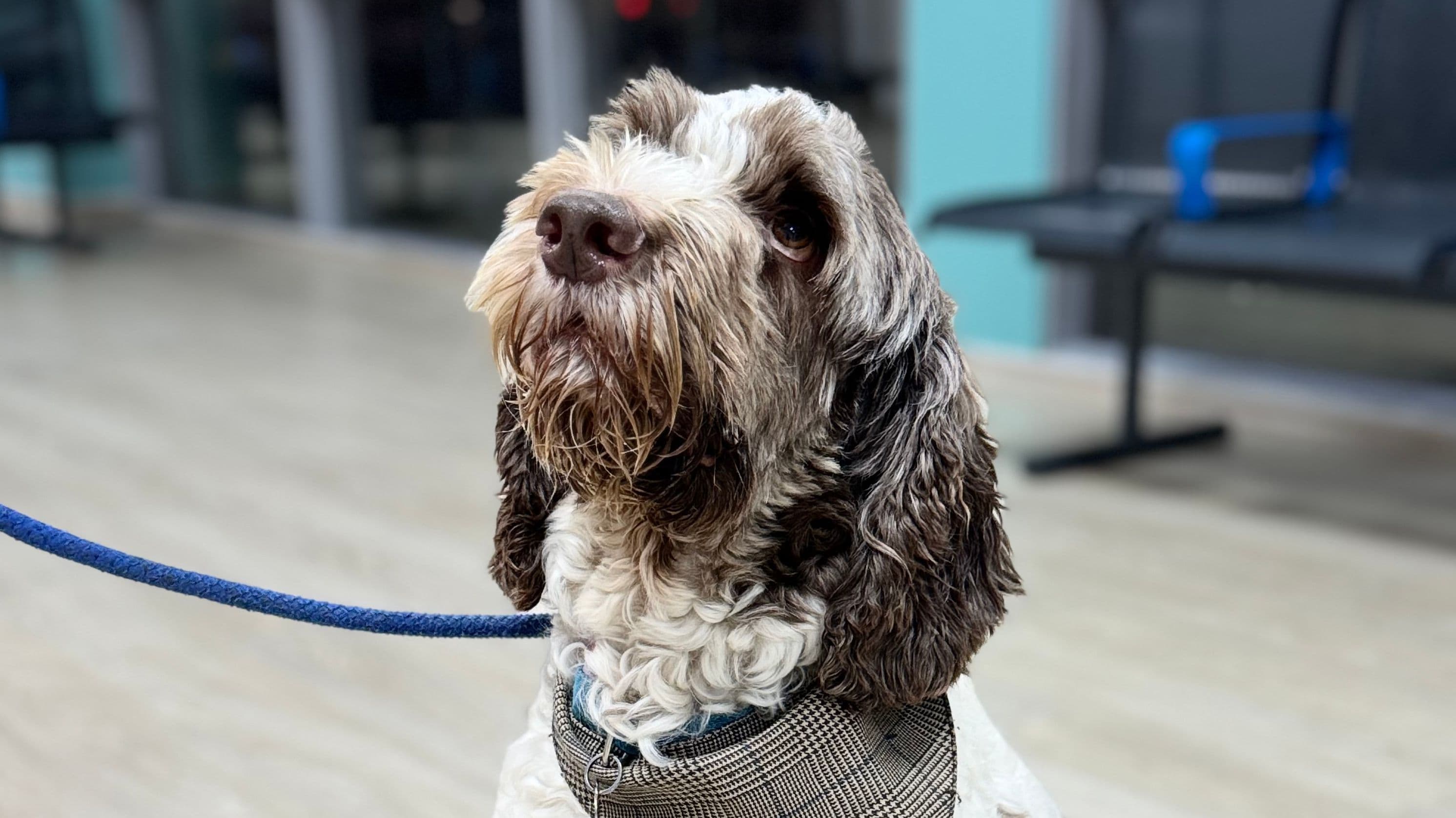 Cockerpoo Harry Responds Well to Treatment for Addison's