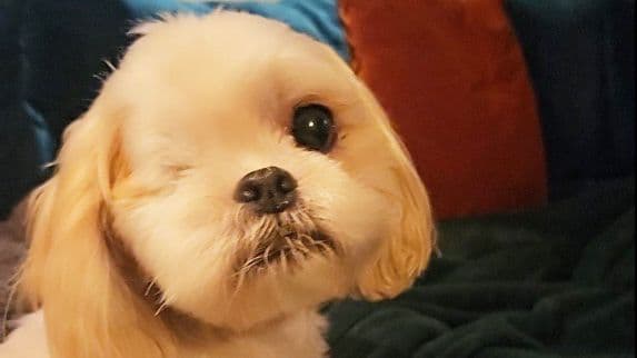 Milo the Shih Tzu keeps his good eye