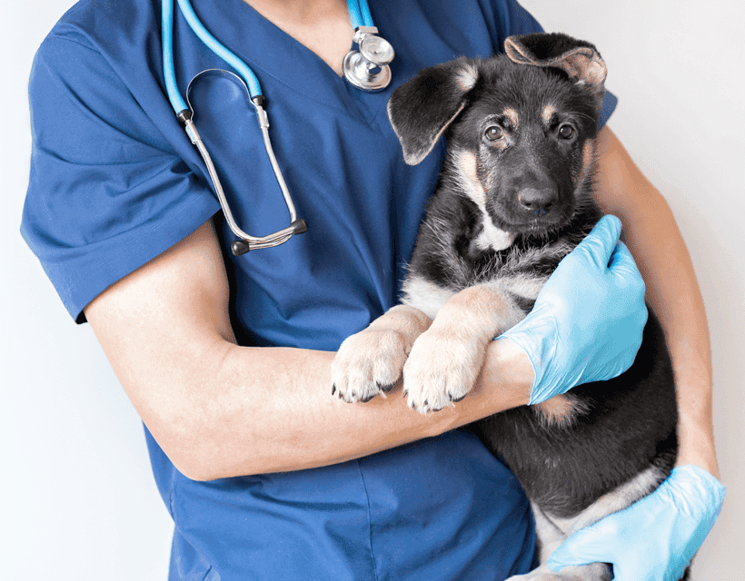 Animal Trust Veterinary Referral Service