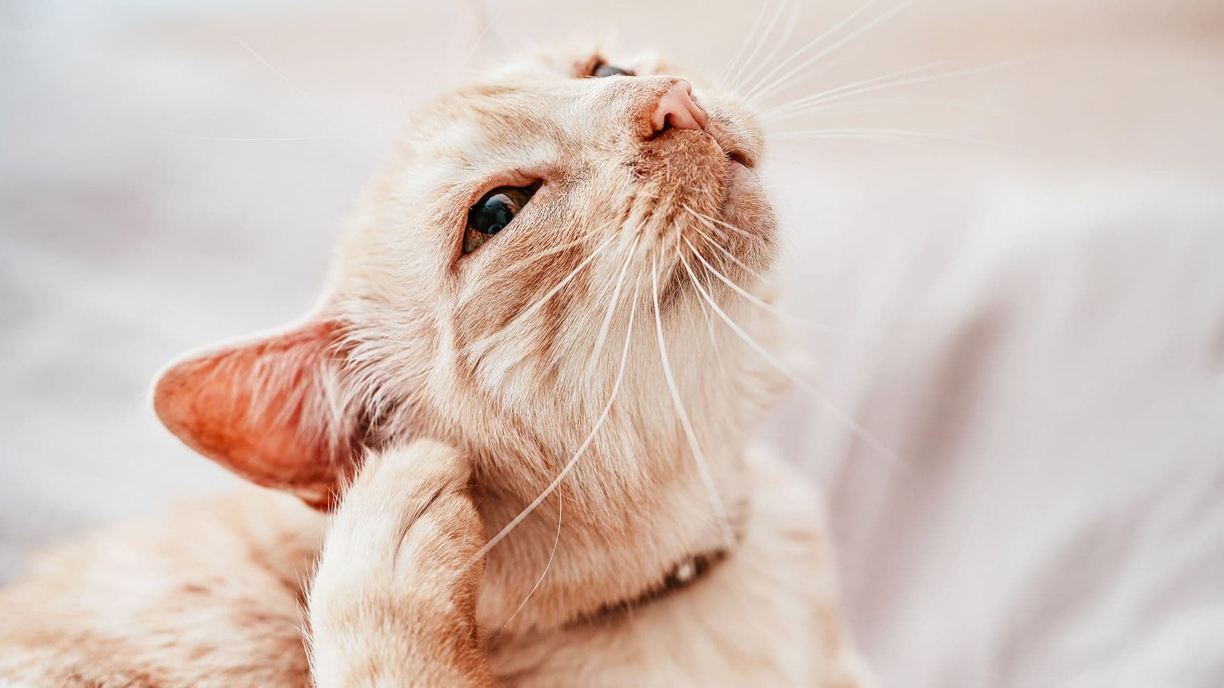 Ear Disease and Infections in Cats