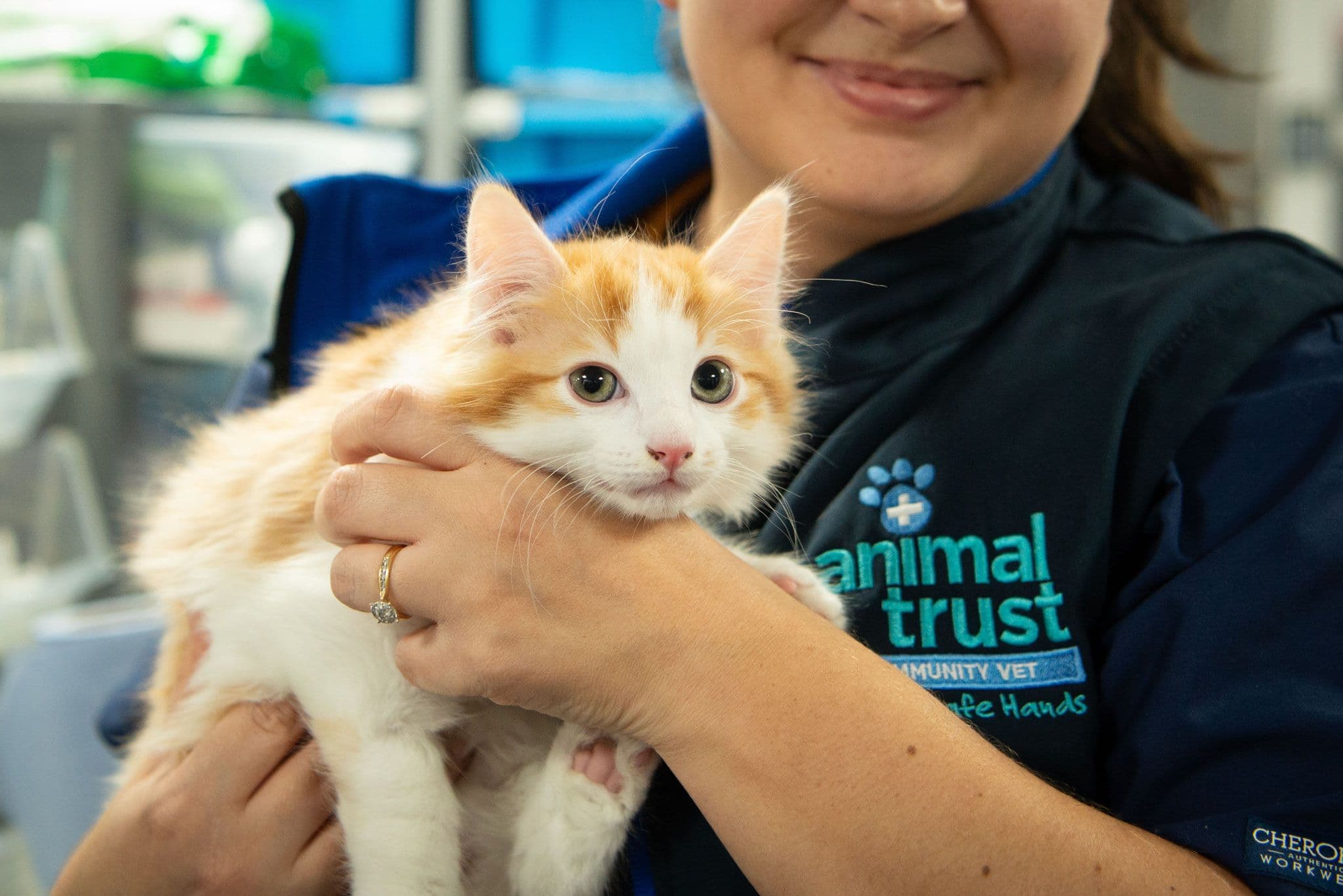 Should I Neuter My Cat?