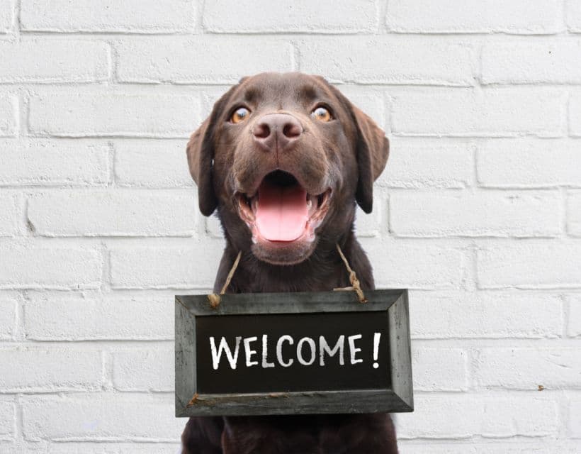 Careers at Animal Trust Vets