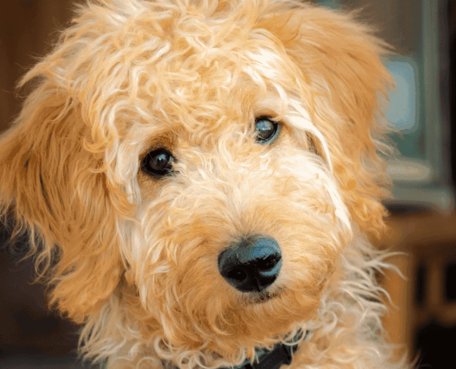 Reducing pet ownership waste