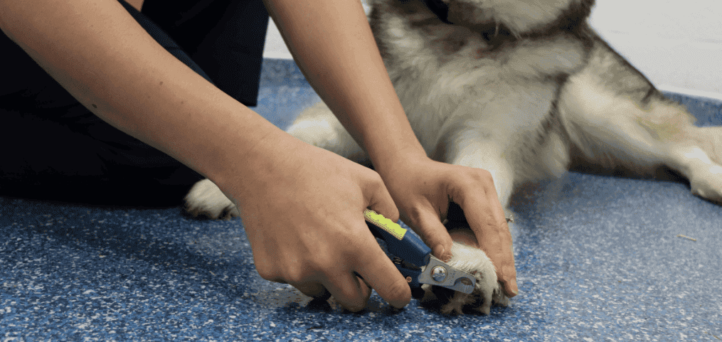 Eco-friendly pet healthcare