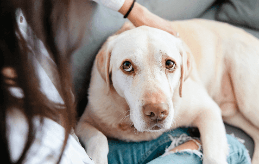 How Often Should You Groom Your Dog?