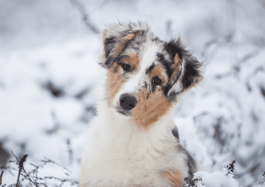 Caring for Your Pet in Winter