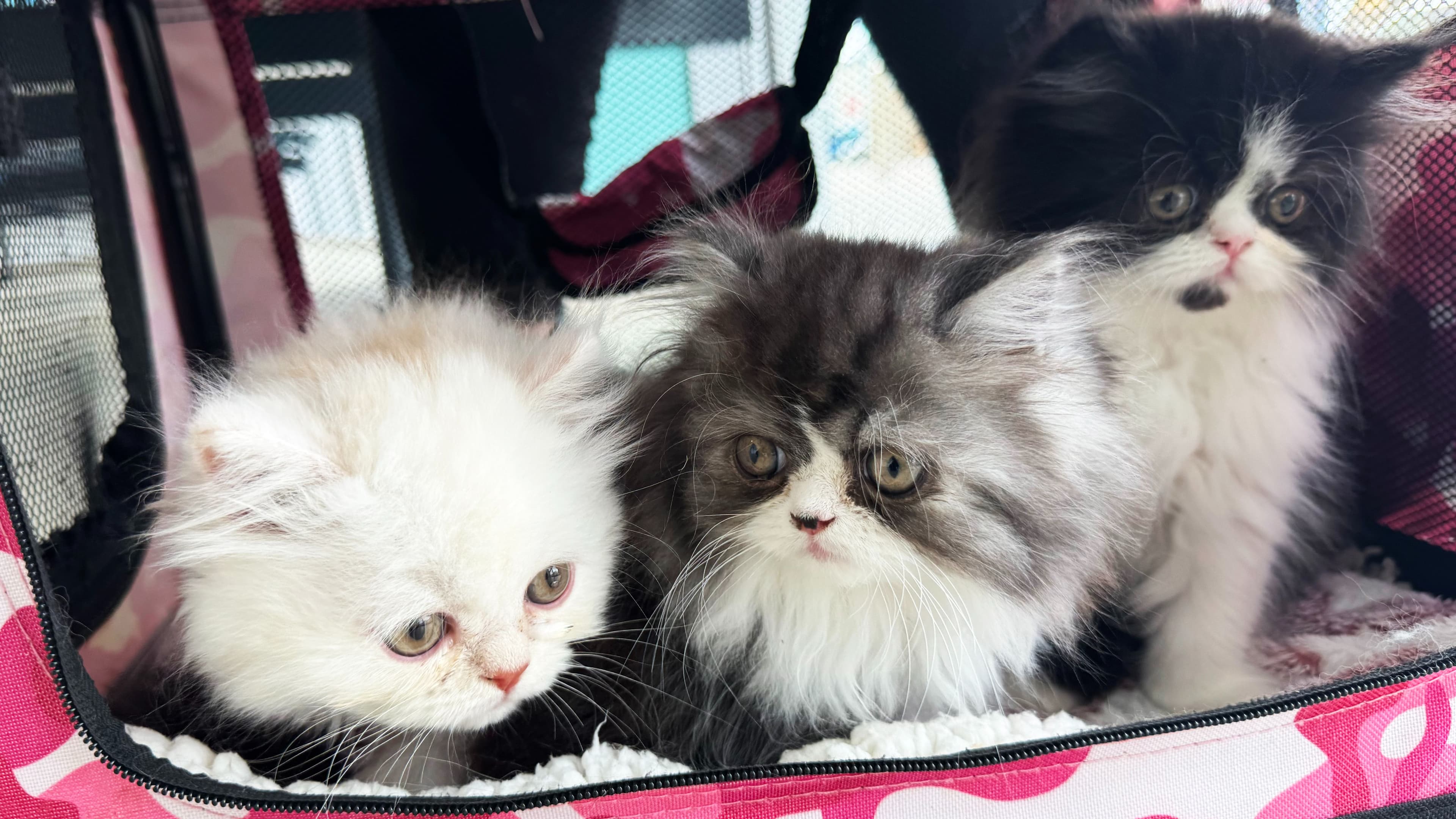 Vaccination Schedule for Cats and Kittens