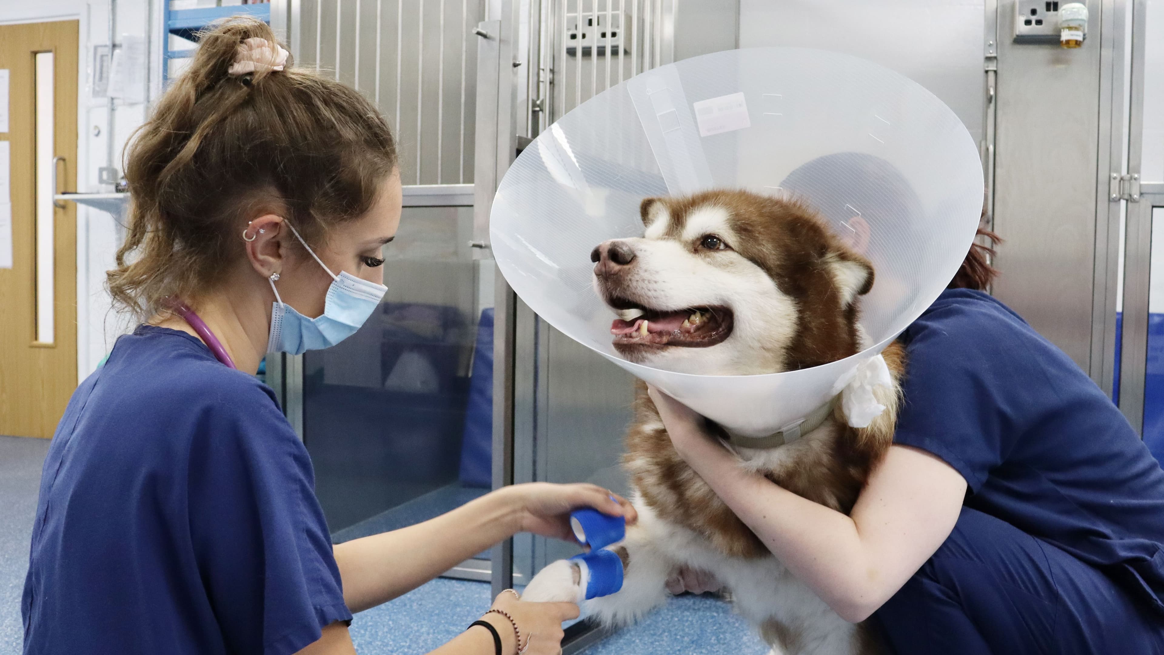 Out-of-Hours Pet A&E Care