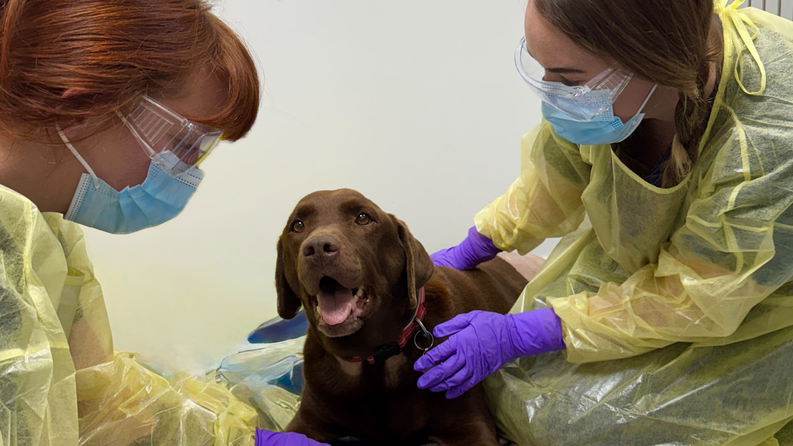 Quality of Care at Animal Trust