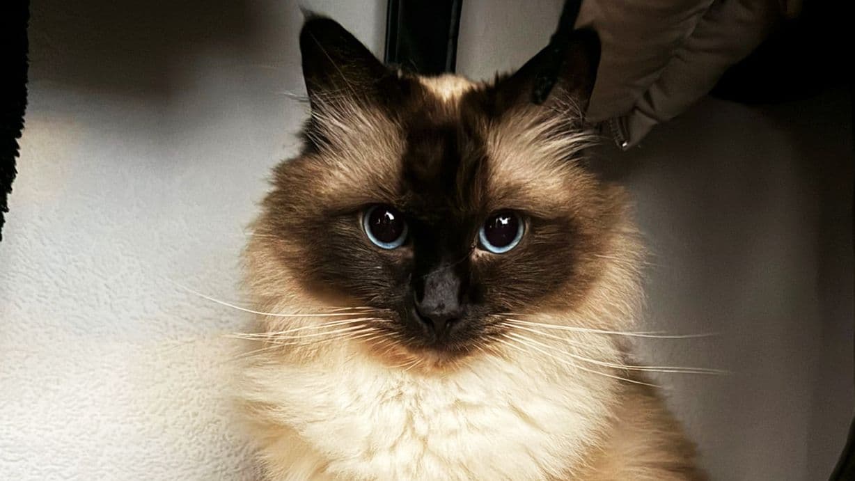 Saul: Recurrent Urethral Obstruction