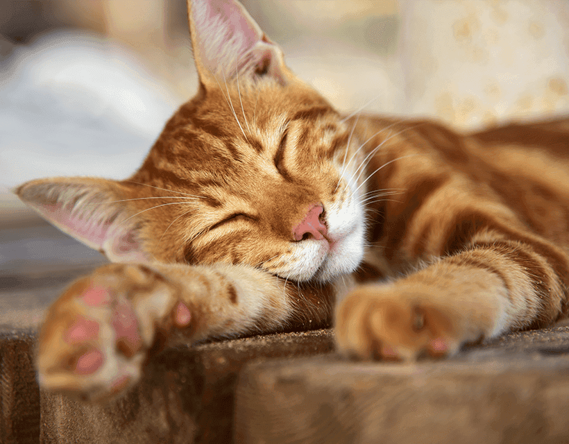 How to Create a Stress-Free Home for Your Cat