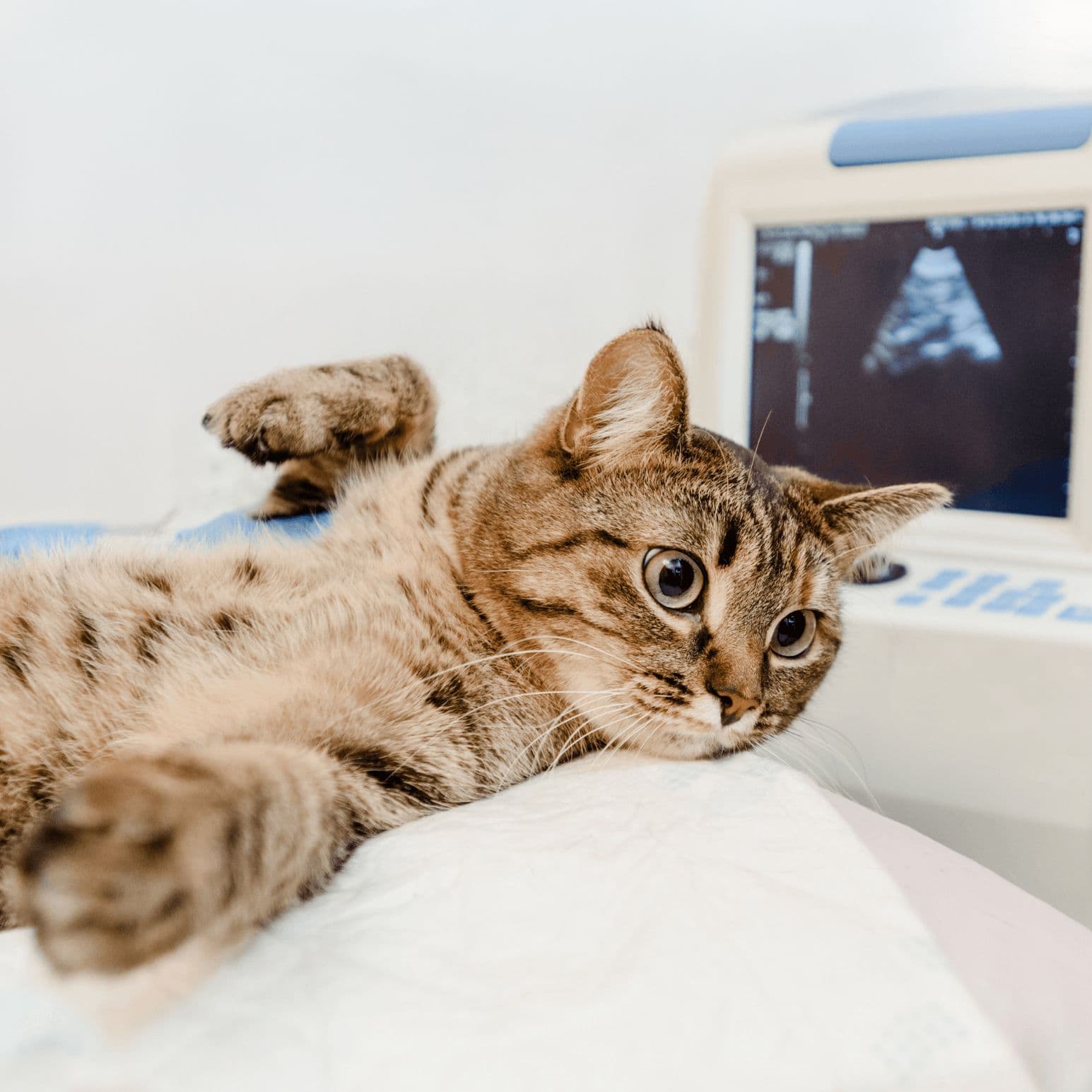 Pet Ultrasound