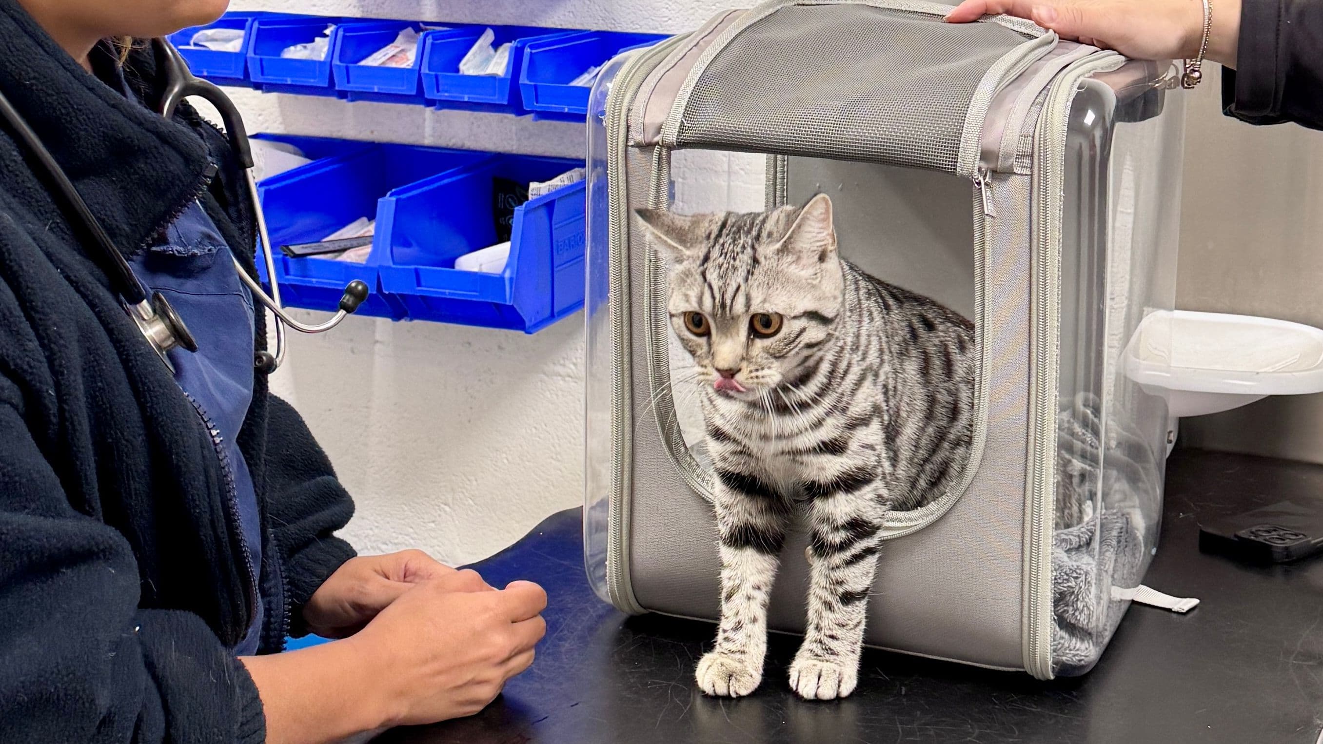 First aid for heatstroke in cats