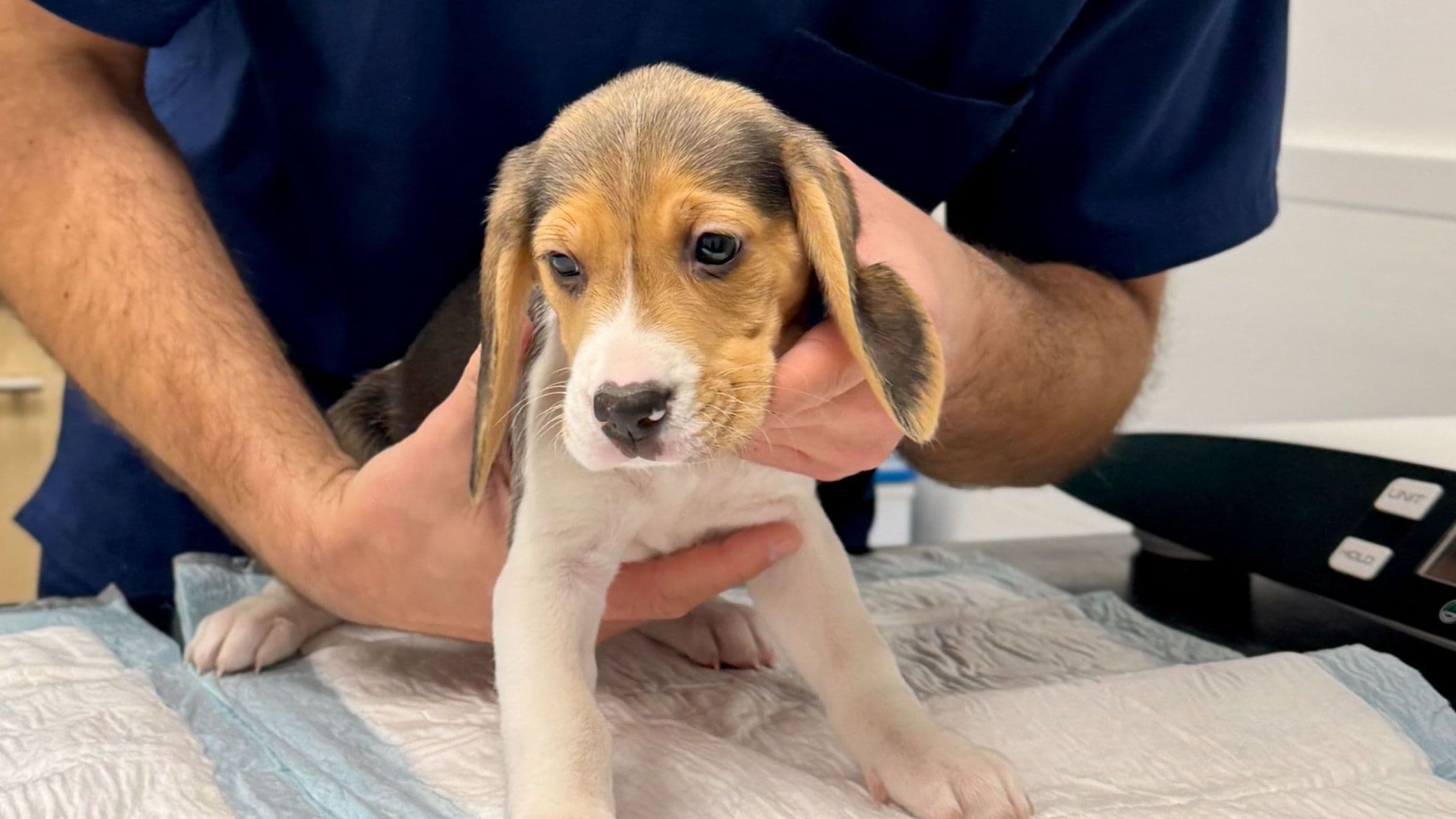 How much does a pet allergy test cost?
