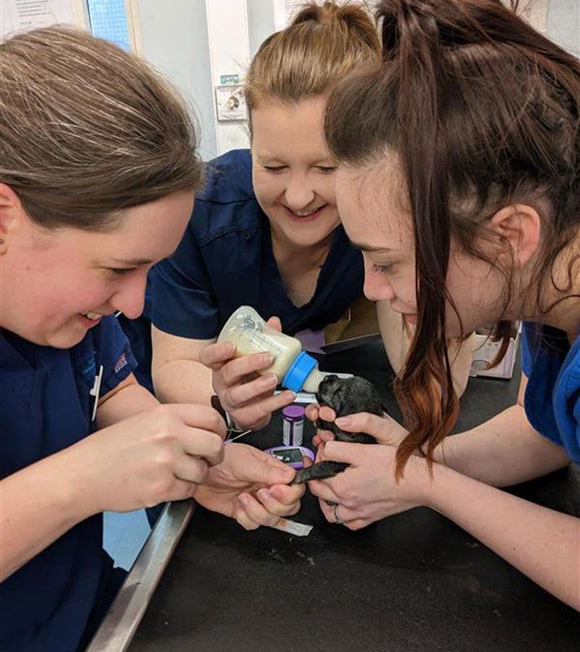 Nurse Apprenticeships - vital part of the Animal Trust Veterinary Team