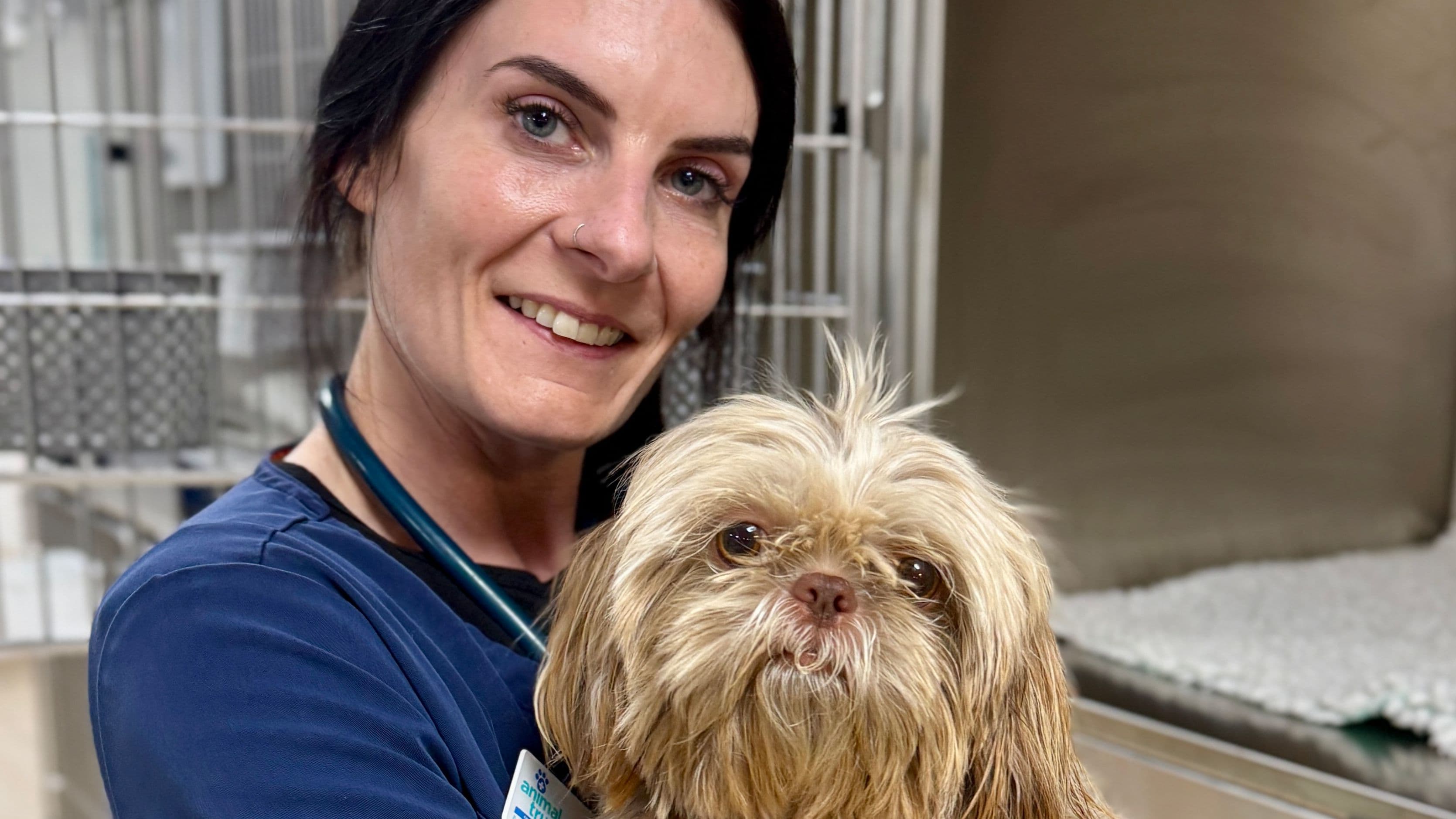 Hugo the Shih Tzu's grass seed drama & treatment at Animal Trust Rhyl